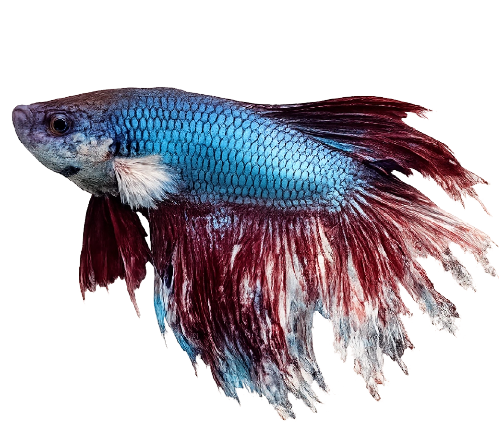 Fin Rot